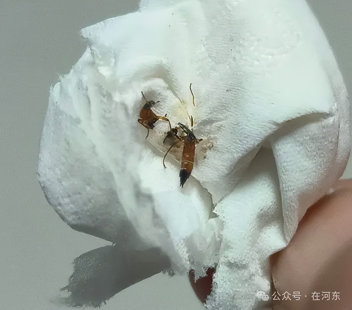 河东也出现了！千万别用手拍！